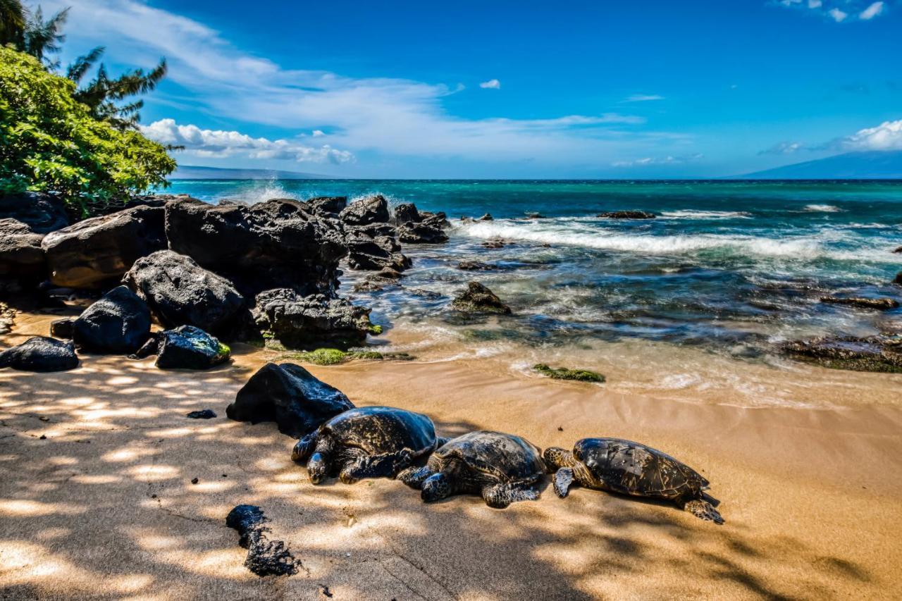 Napili-HonokowaiMahina Surf I别墅 客房 照片